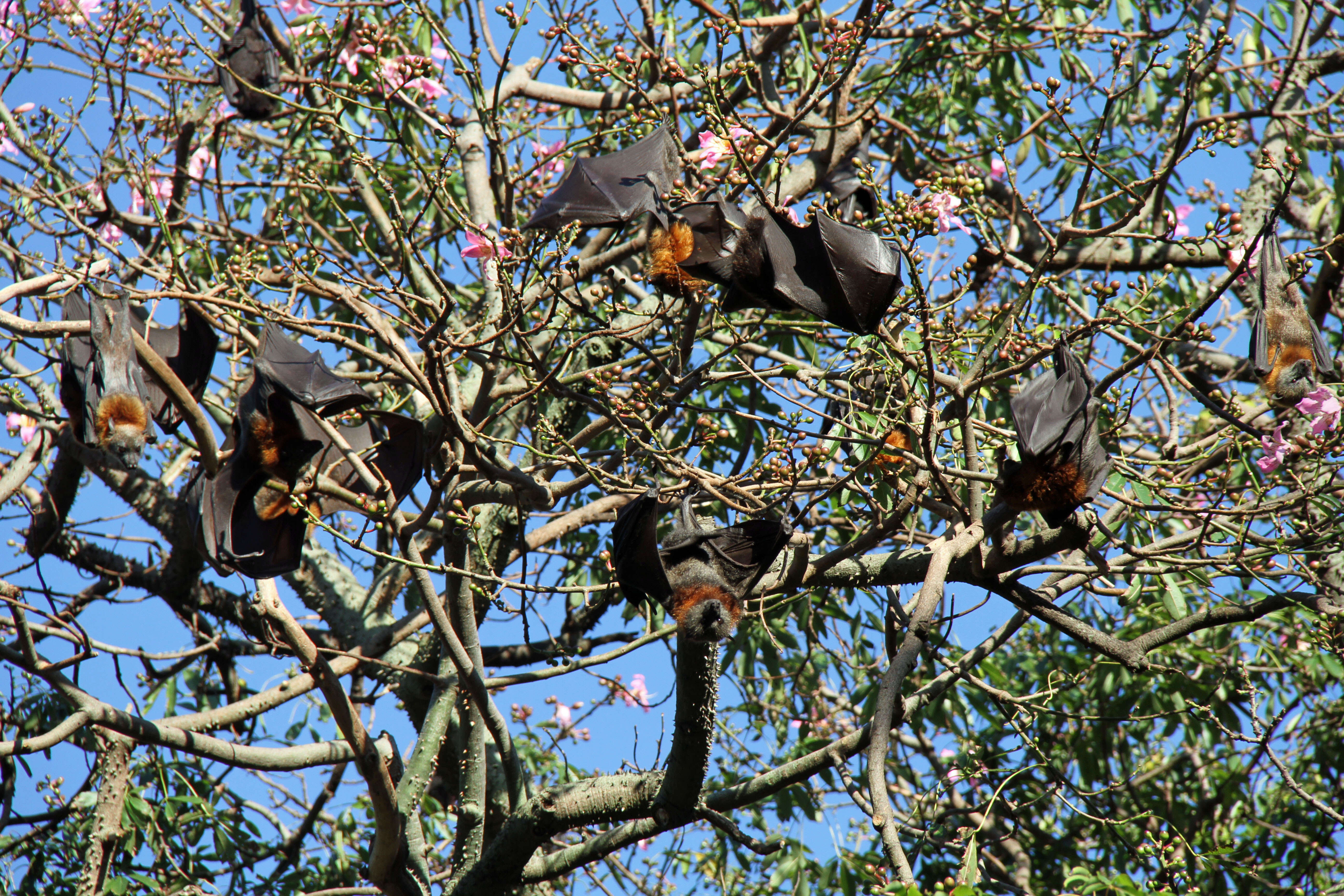 Image of Gray-headed Flying Fox