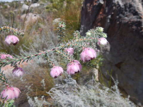 Image of Erica involucrata Klotzsch ex Benth.