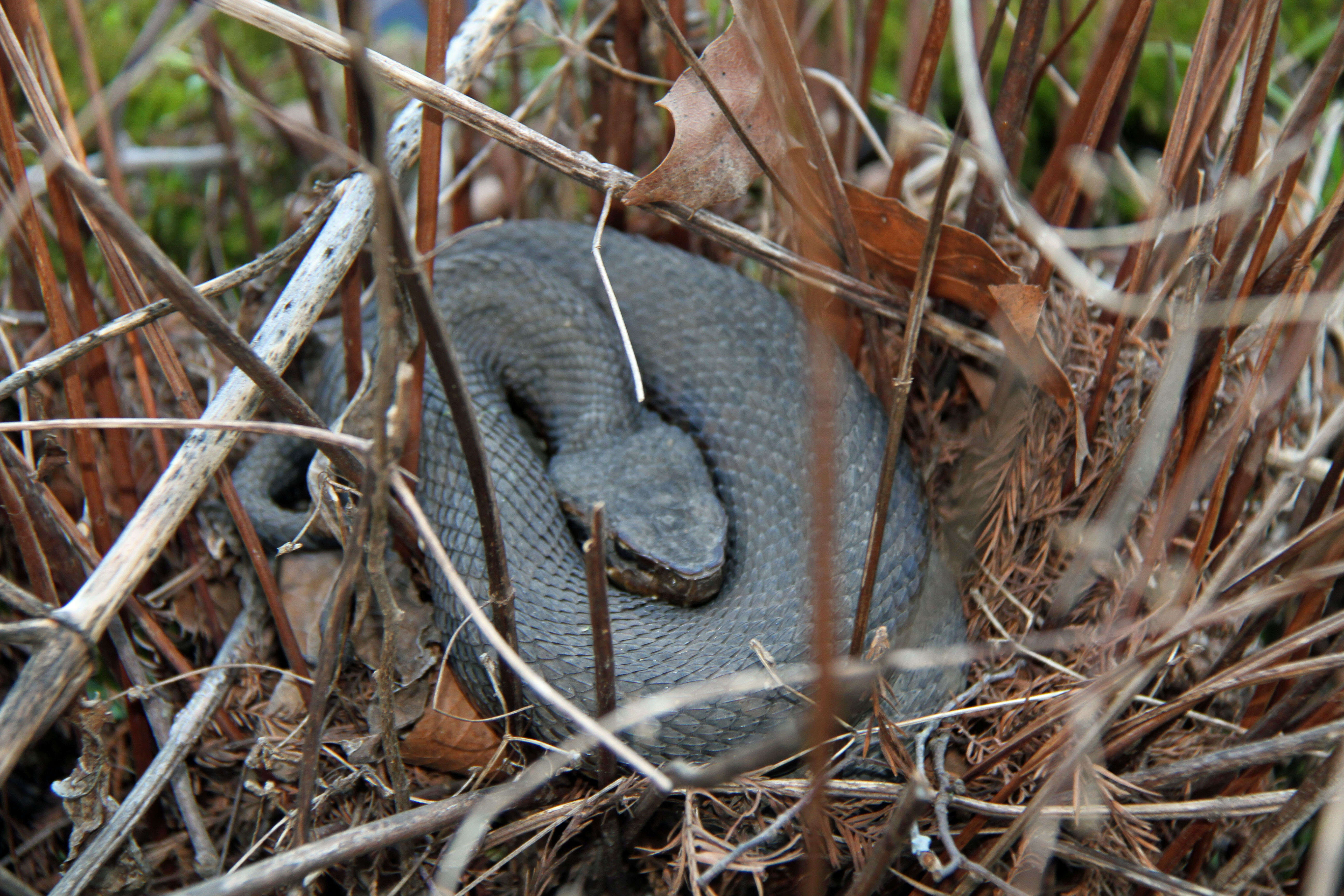 Image of Cottonmouth