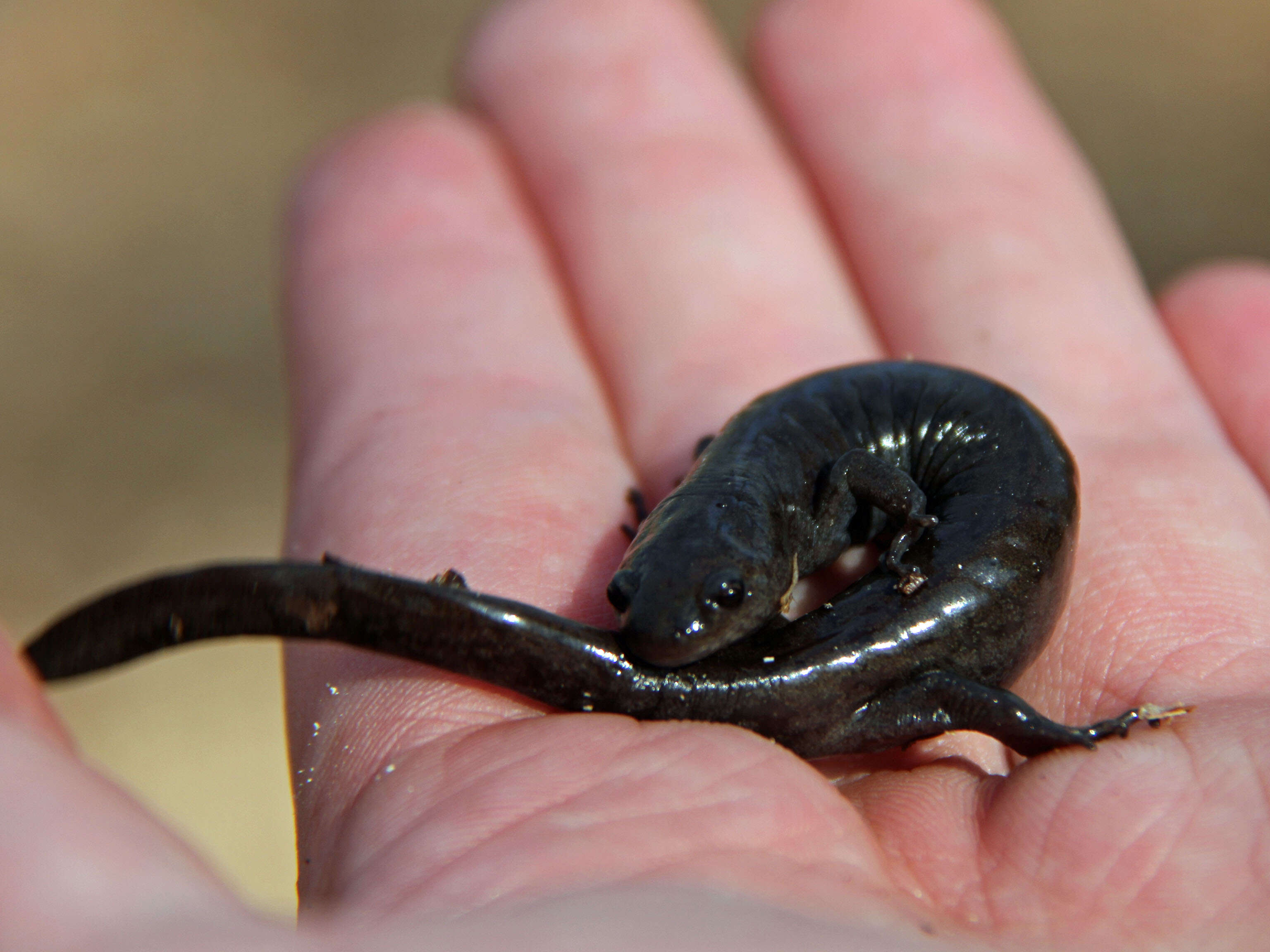 Image of Smallmouth Salamander