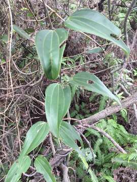 Image of Dioscorea cirrhosa Lour.