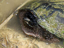 Image of Common Musk Turtle