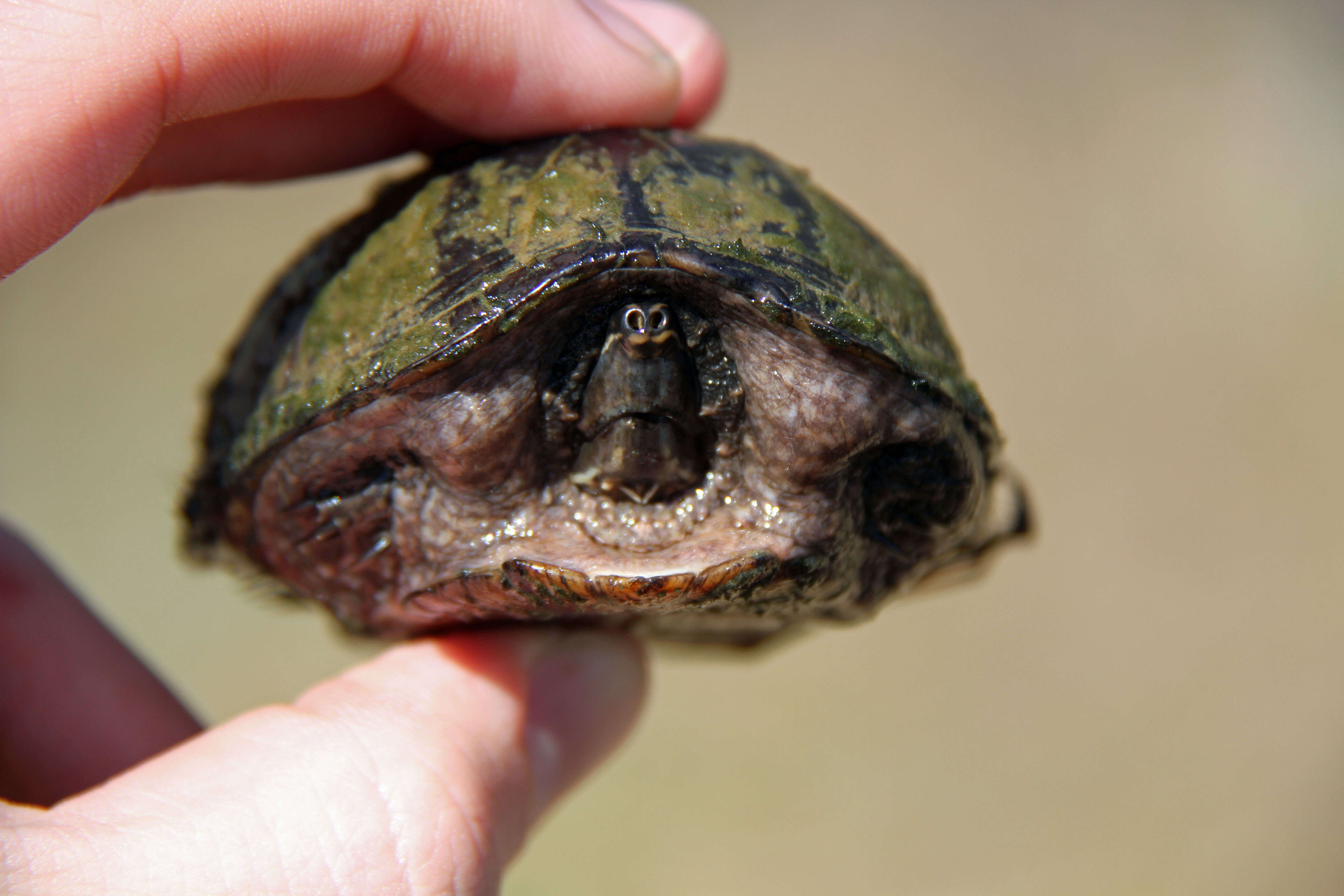 Image of Common Musk Turtle