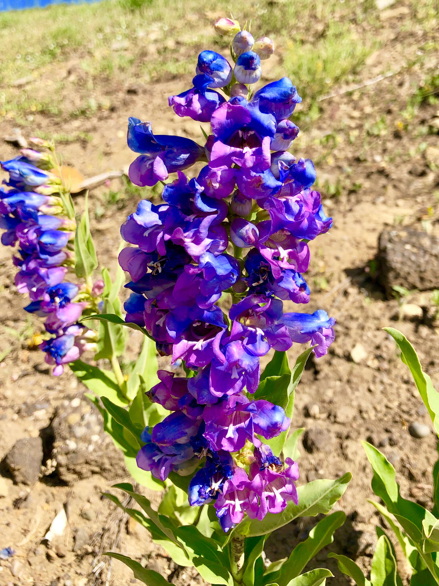 Image of Brandegee's penstemon