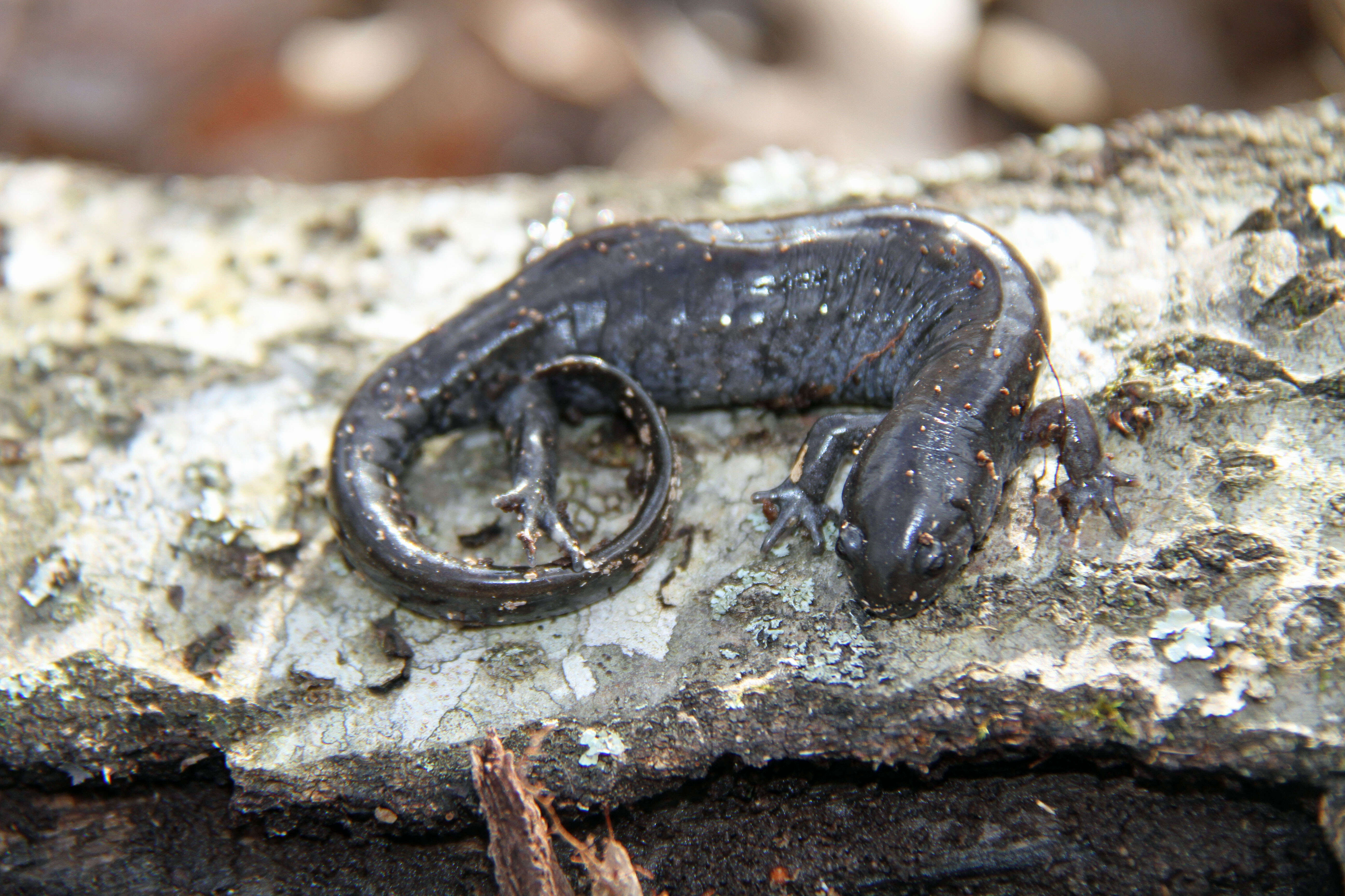 Image of Smallmouth Salamander