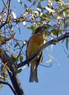 Image of Black-headed Grosbeak