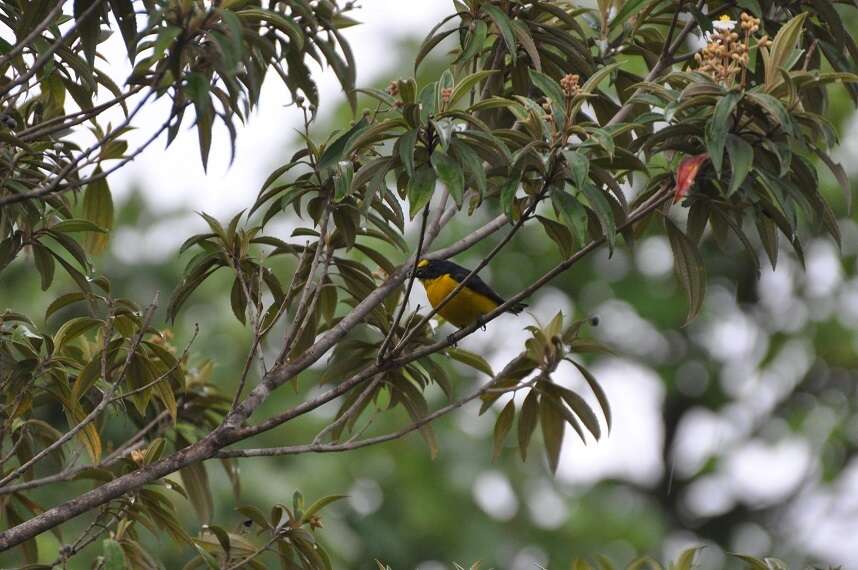 Image of Yellow-throated Euphonia