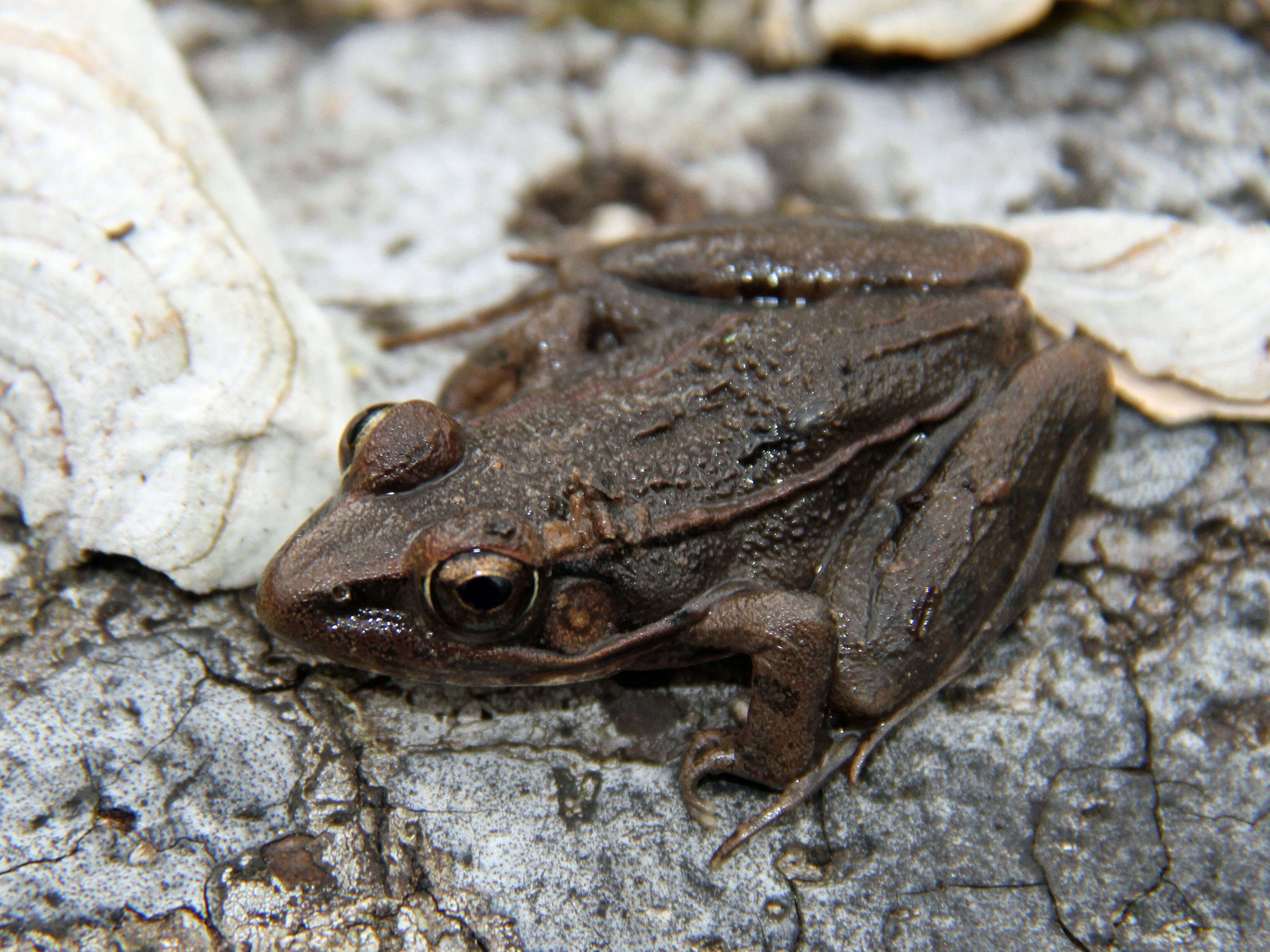 Image of Green Frog