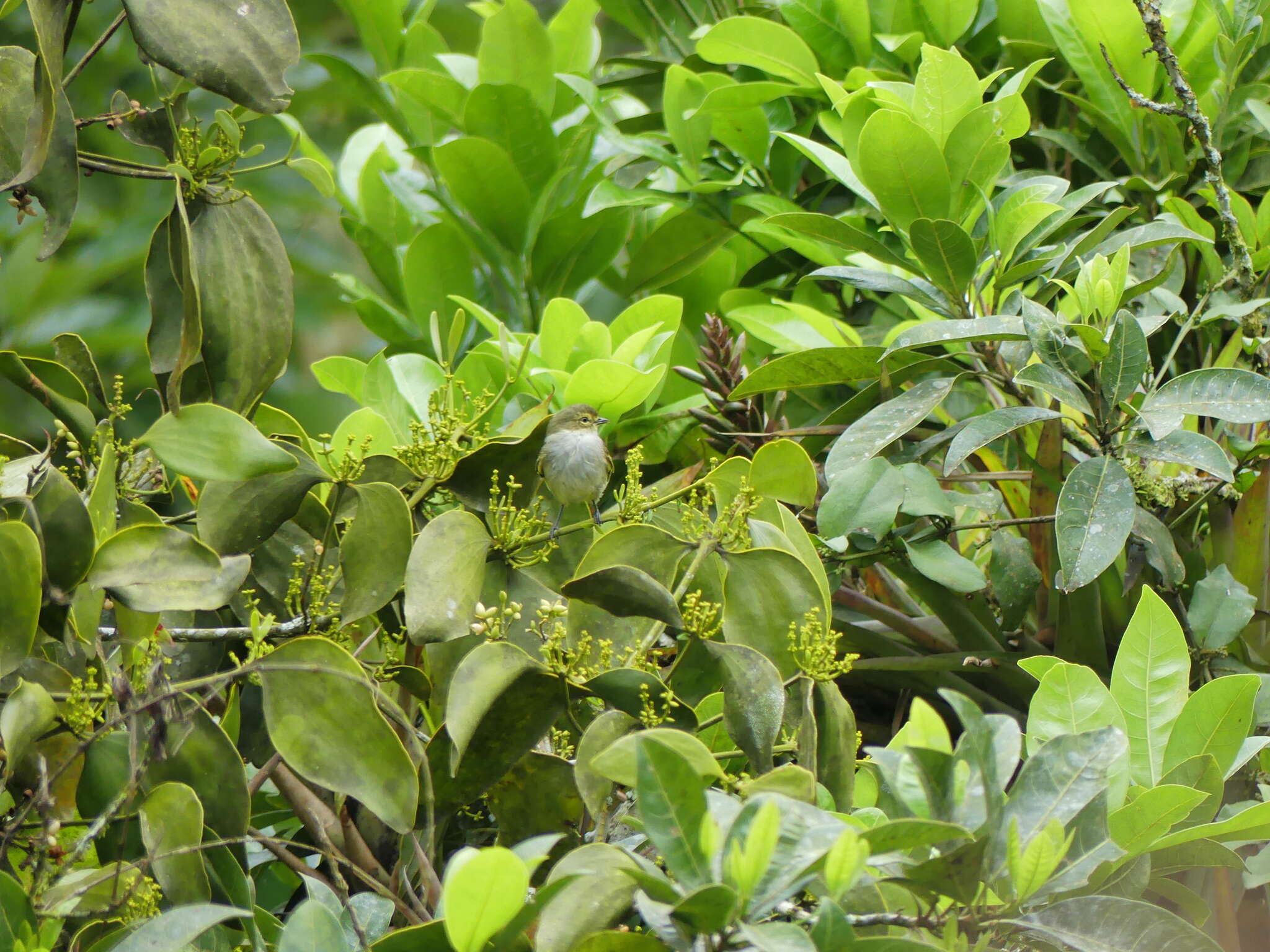 Image of Choco Tyrannulet