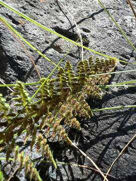 Imagem de Polystichum haleakalense Brack.