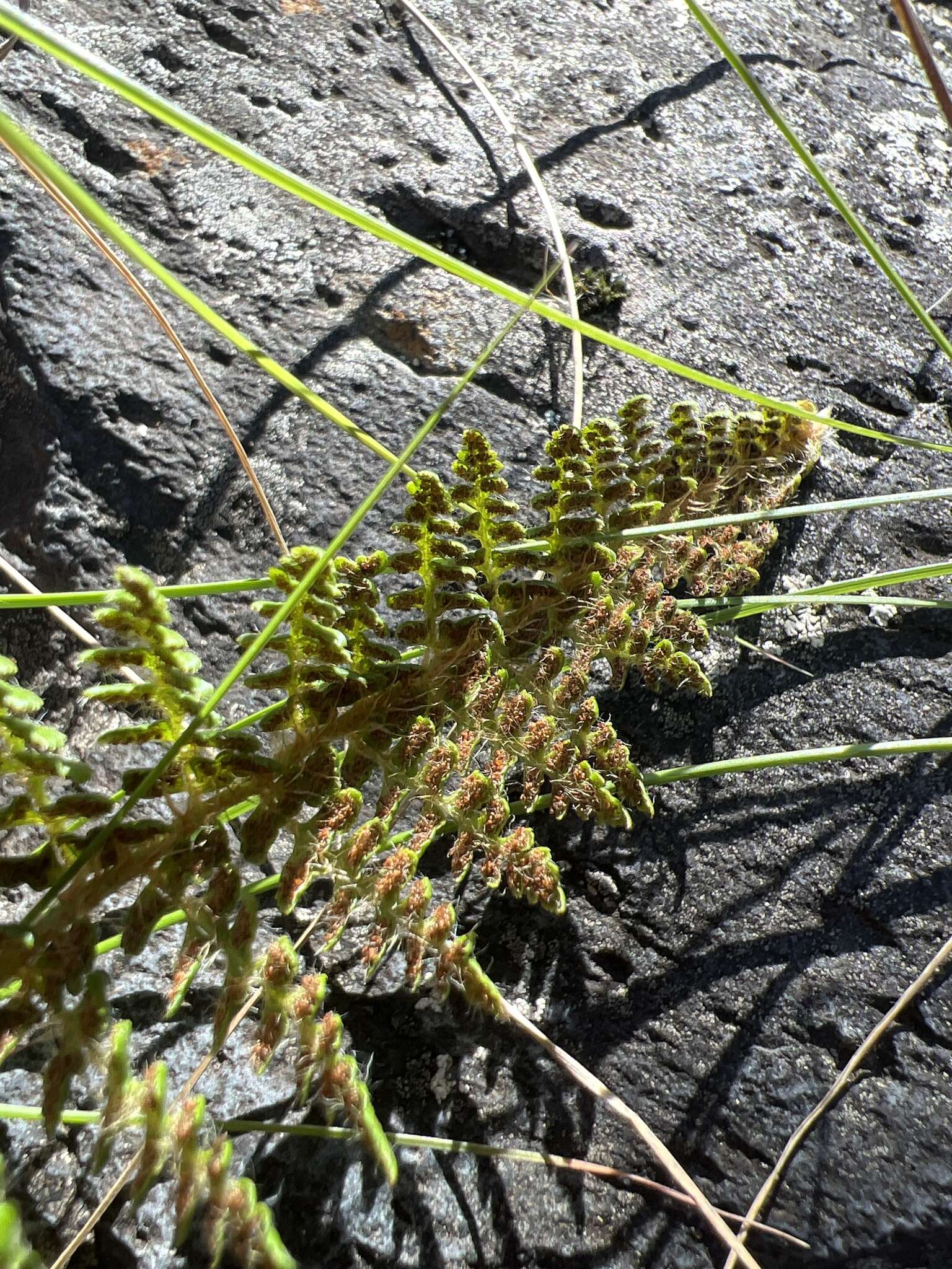 Polystichum haleakalense Brack.的圖片