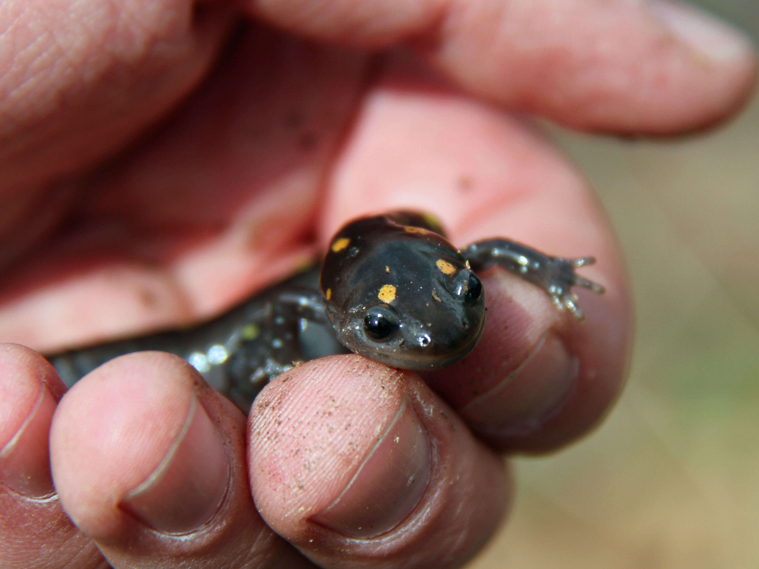 Слика од Ambystoma maculatum (Shaw 1802)