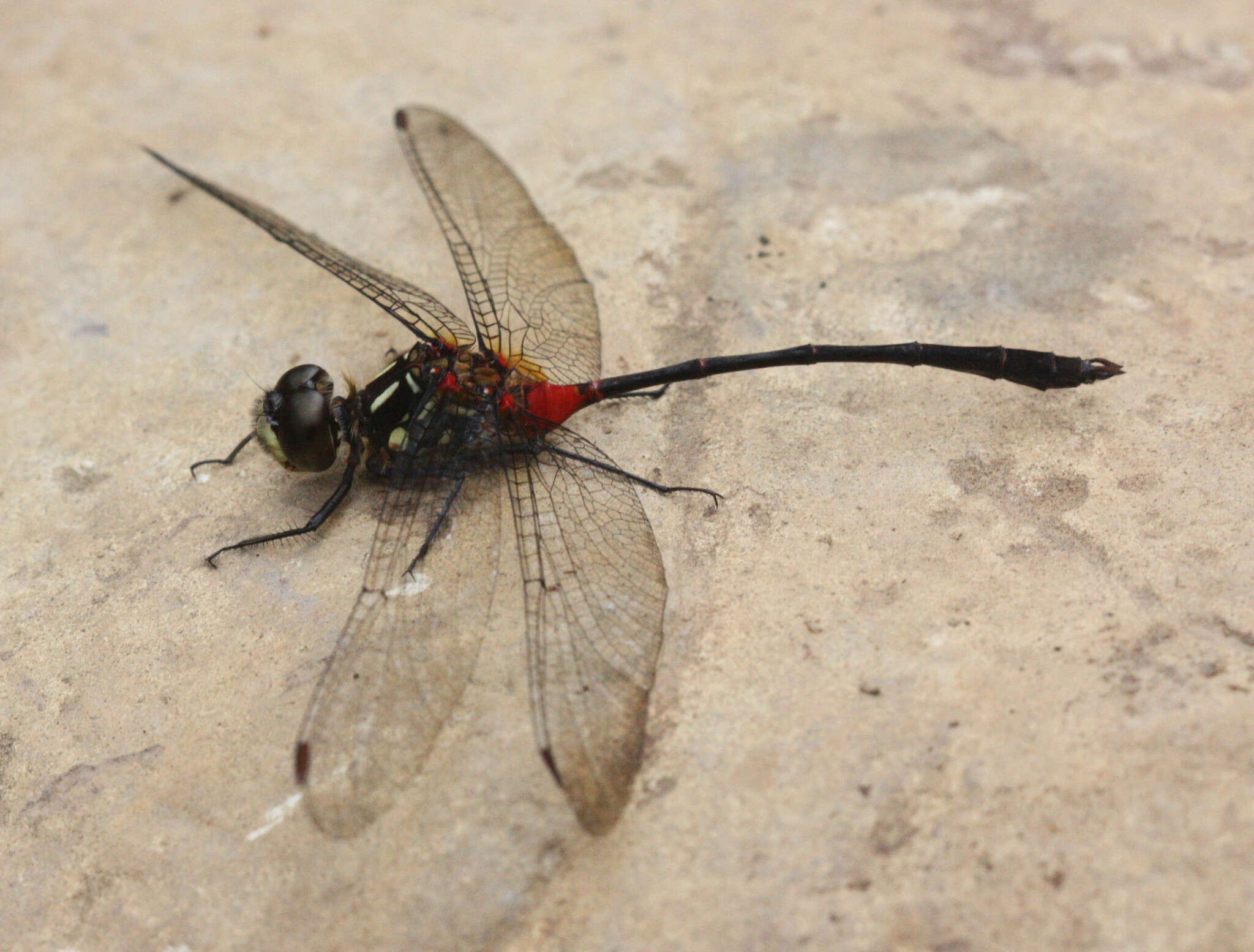 Nesogonia blackburni (McLachlan 1883) resmi