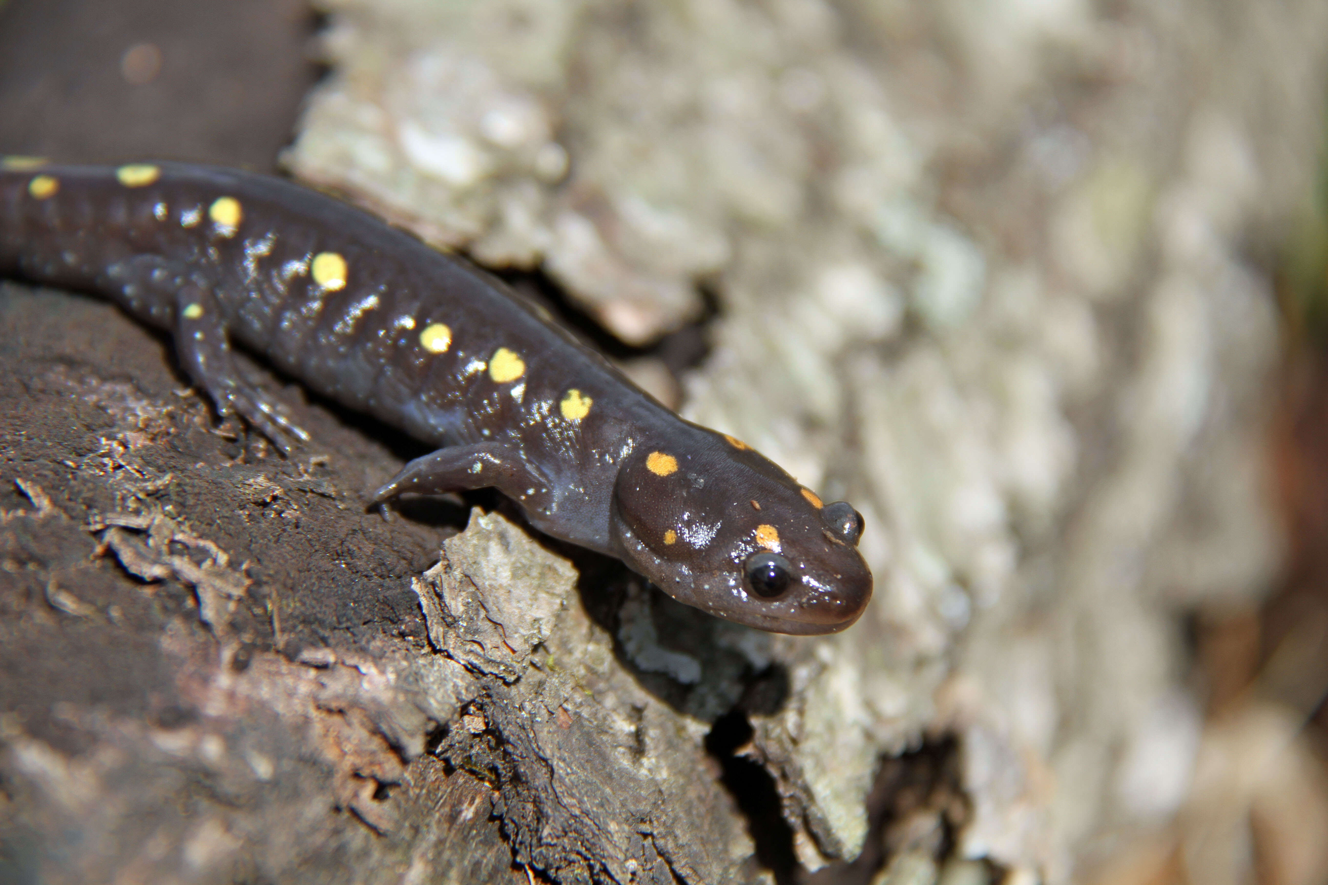 Слика од Ambystoma maculatum (Shaw 1802)