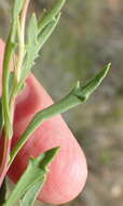 Image of White Dimorphotheca
