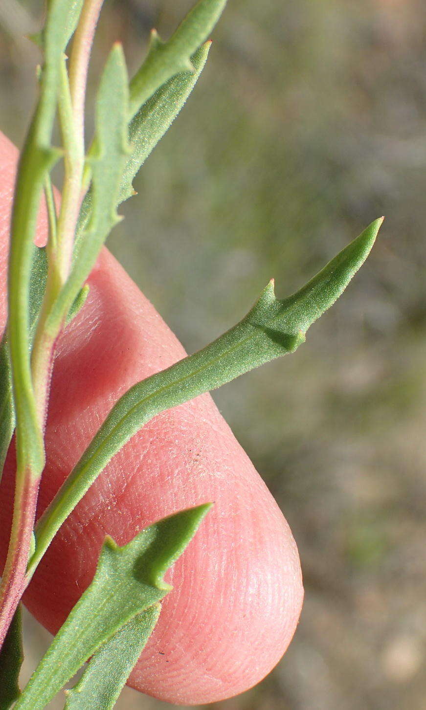 Image of White Dimorphotheca