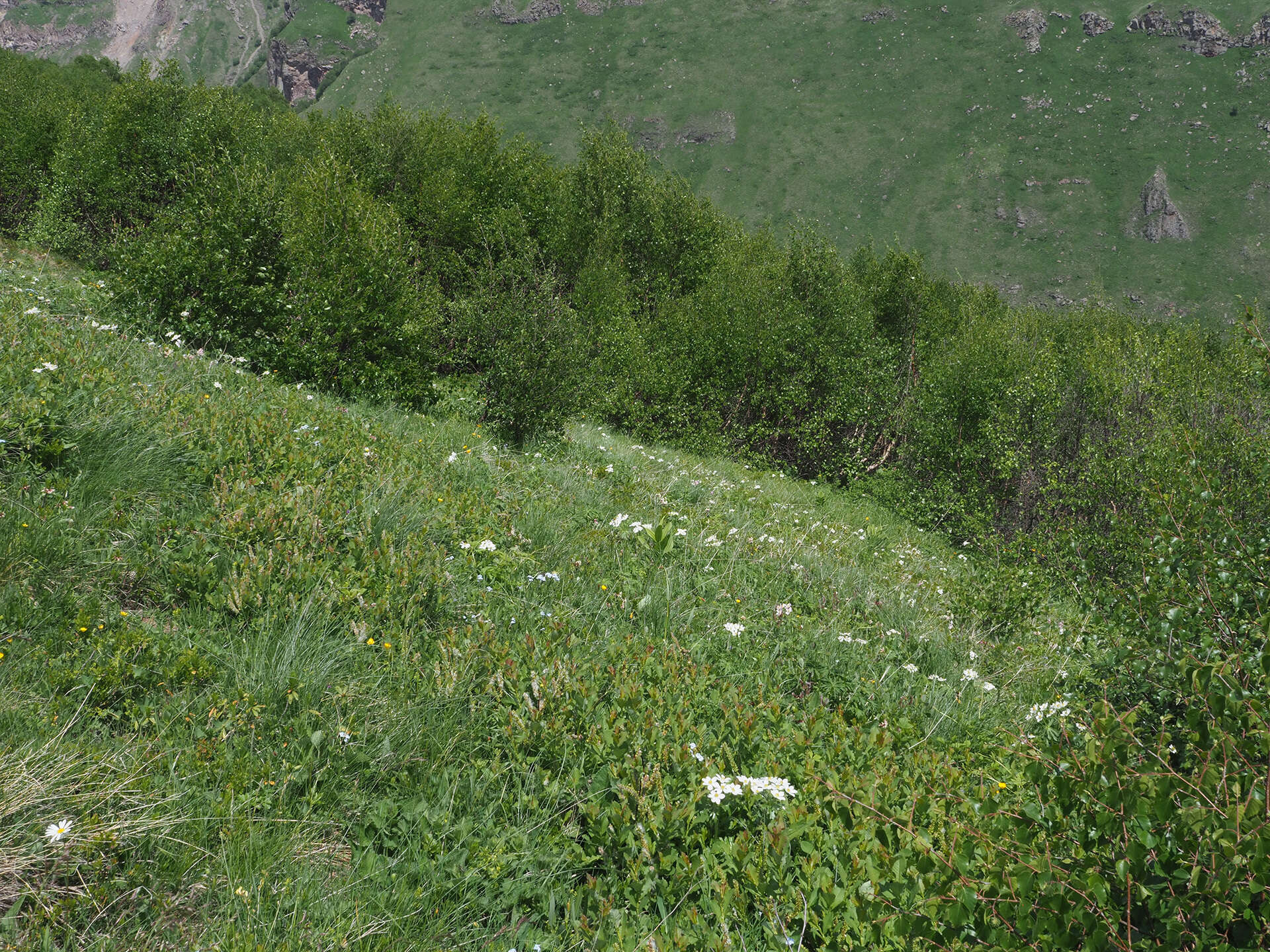 Image of Betula pubescens var. litwinowii (Doluch.) Ashburner & McAll.