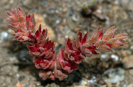 Image de Sedum aetnense Tineo