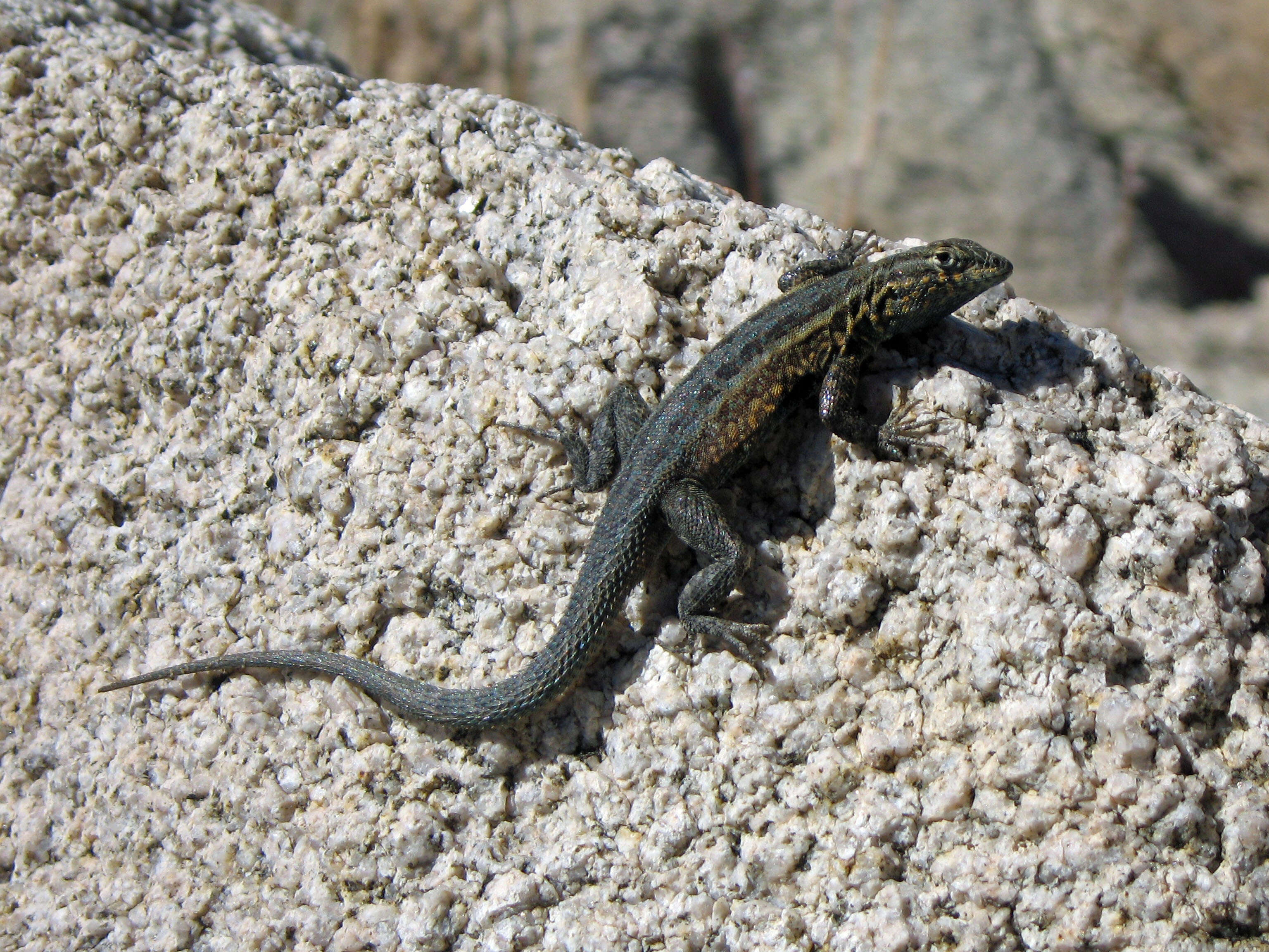 Image of common side-blotched lizard