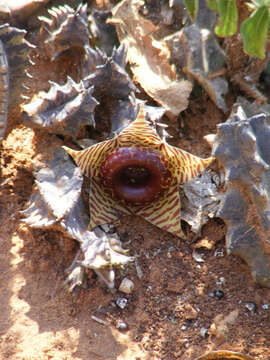 Image de Ceropegia zebrina (N. E. Br.) Bruyns