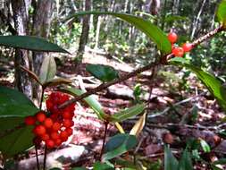 Image of Medinilla crassifolia (Reinw. ex Bl.) Bl.