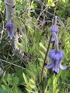 Image of hairy clematis