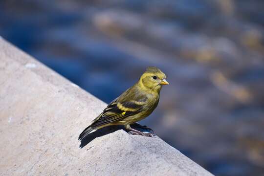 Image of Black-chinned Siskin