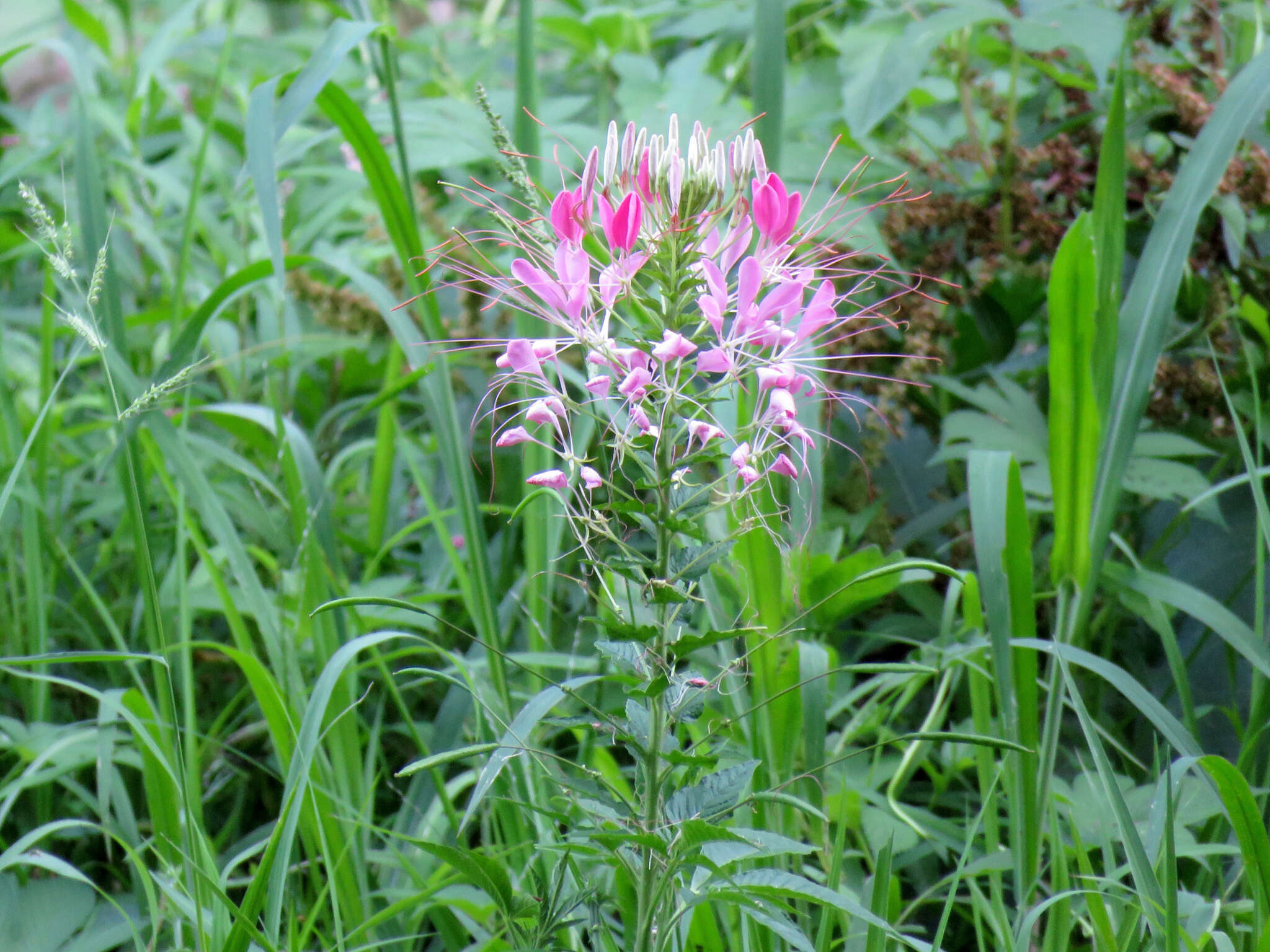 Image of Cleome guaranitica (Chod. & Hassl.) Briquet