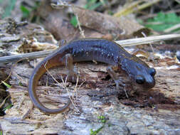 Image of Arboreal Salamander