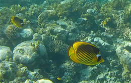 Image of Diagonal Butterflyfish