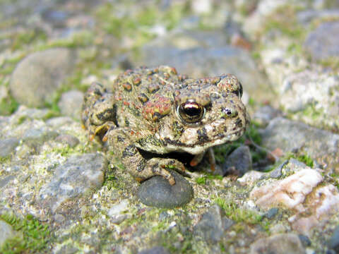 Image of western toad