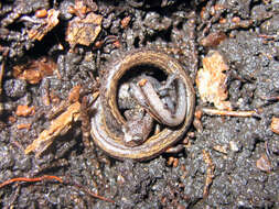 Image of California Slender Salamander