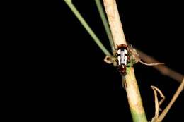 Image of Common asparagus beetle