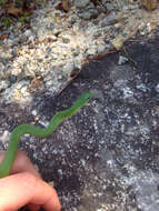 Image of Smooth Green Snake