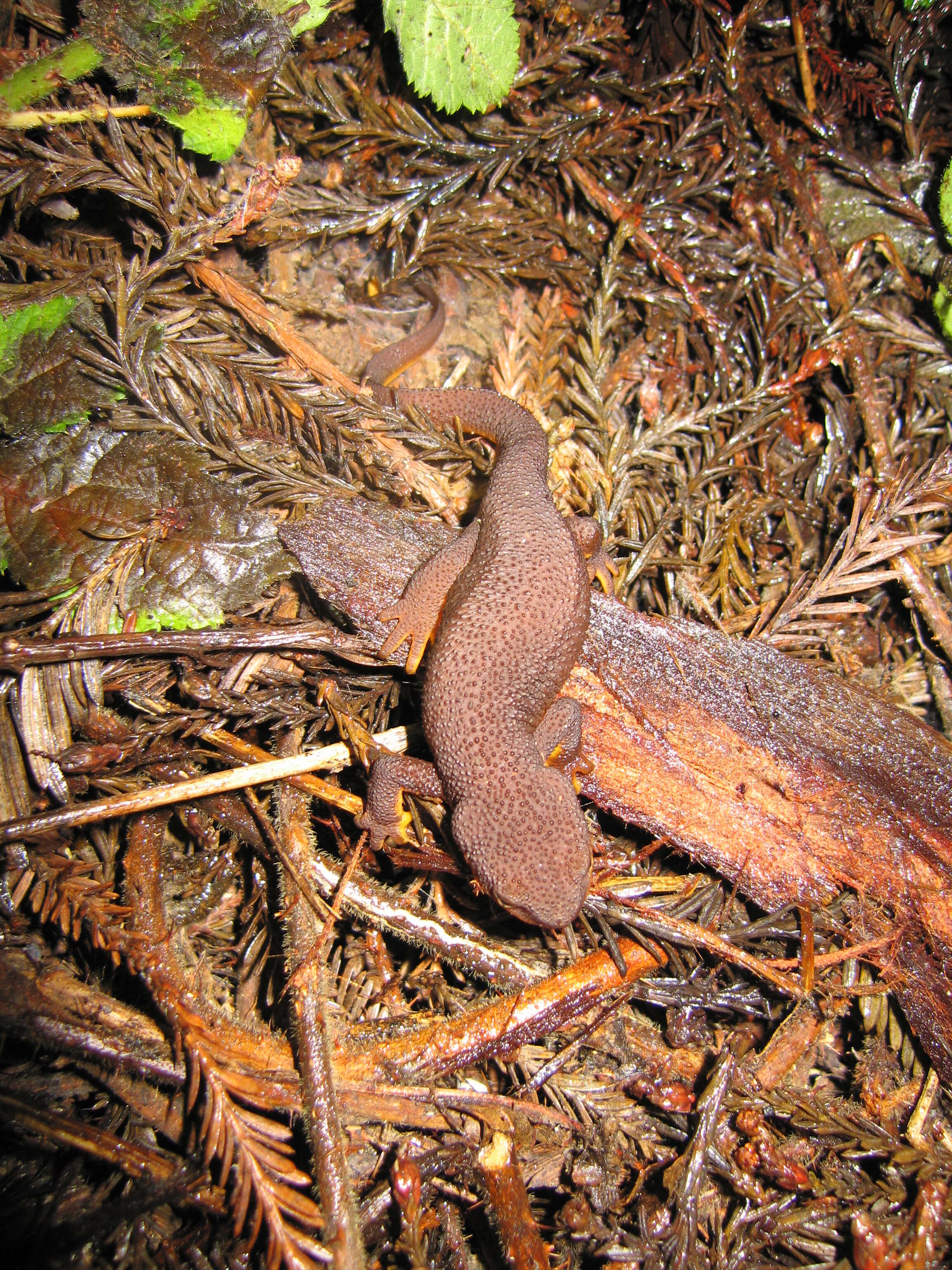 Image of California Newt