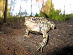 Image of American Toad