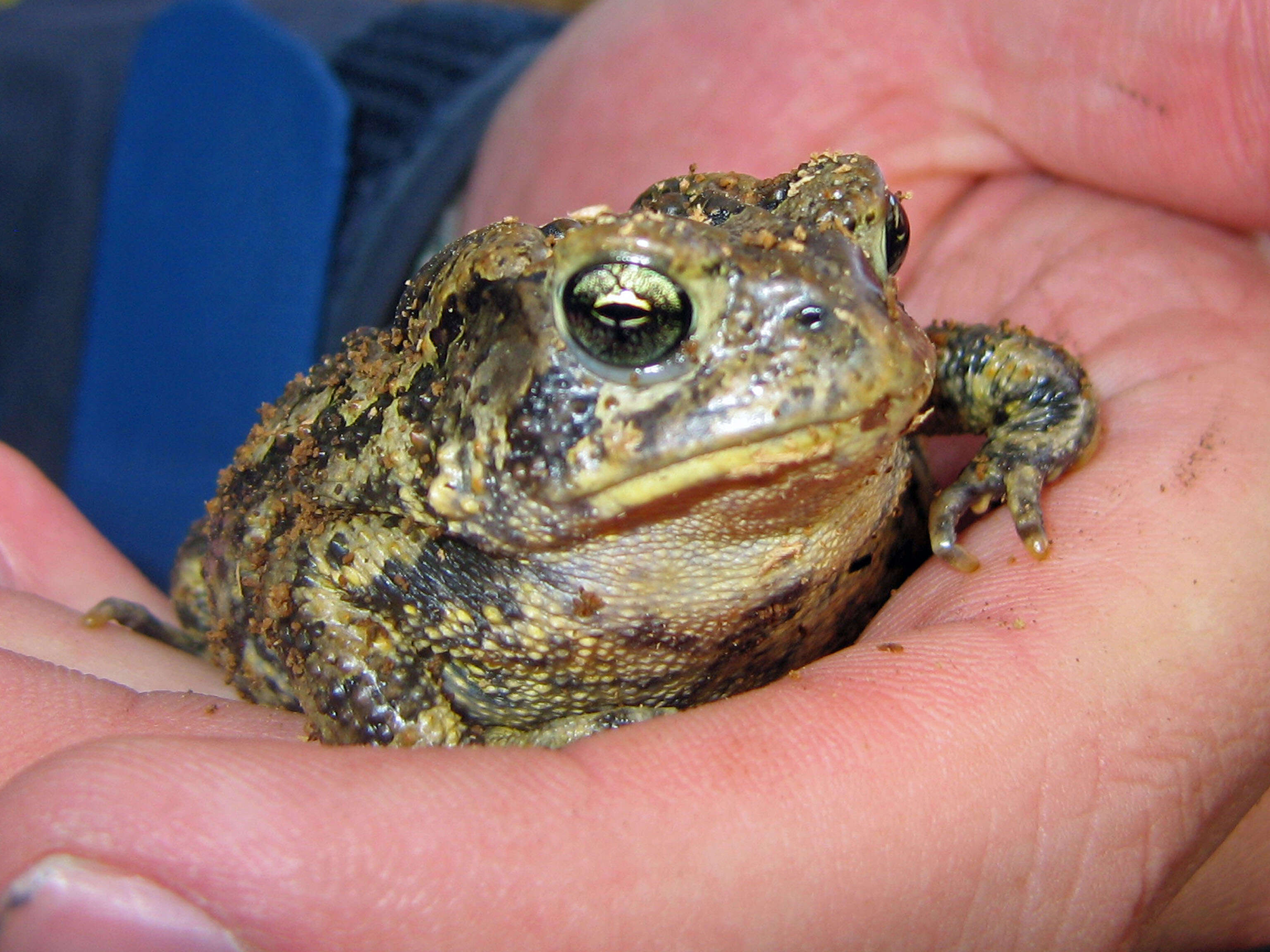 Image of American Toad