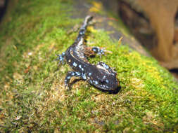 Image of Blue-spotted Salamander