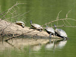 Image of slider turtle, red-eared terrapin, red-eared slider