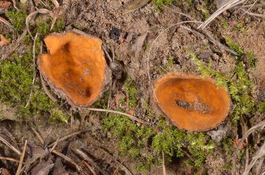 Image of Hoffmannoscypha pellita (Sacc.) Stielow, Göker & Klenk 2012