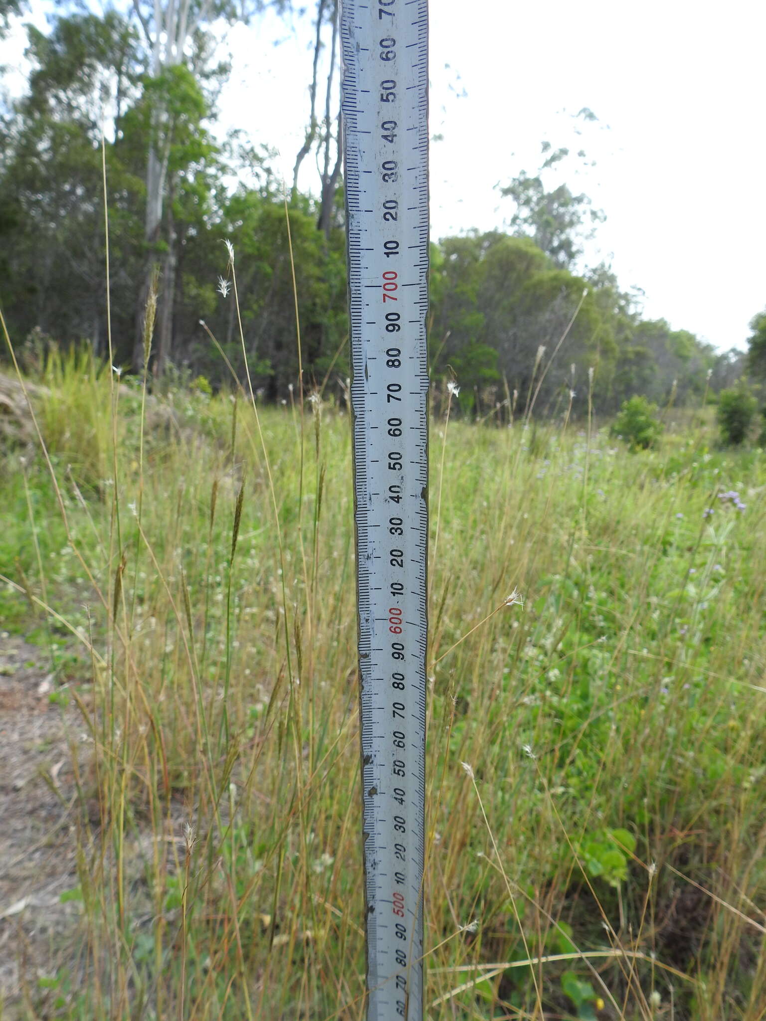 صورة Bothriochloa decipiens (Hack.) C. E. Hubb.