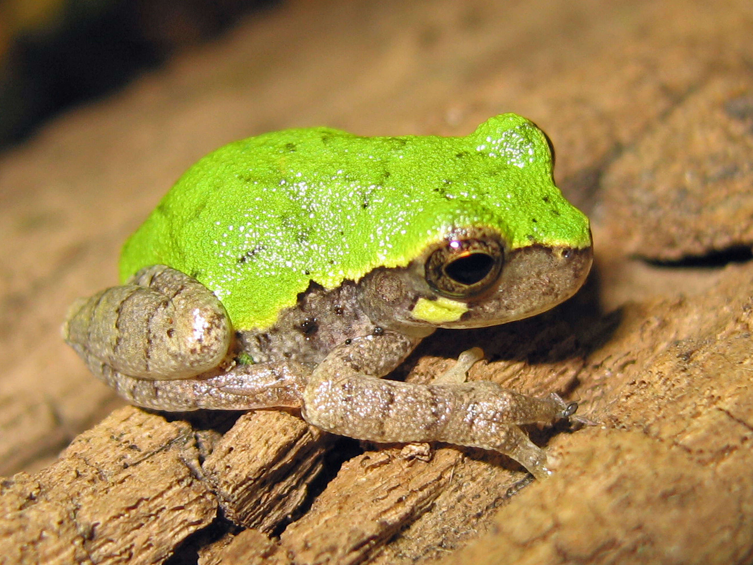 Image of Bird-voiced Treefrog