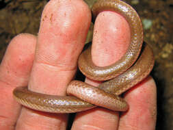 Image of worm snake