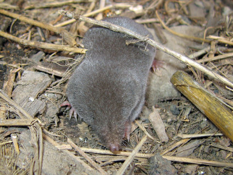 Image of Southern Short-tailed Shrew