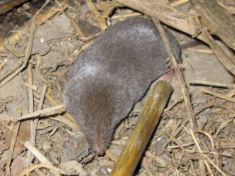 Image of Southern Short-tailed Shrew