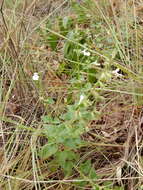 Imagem de Stachys natalensis Hochst.