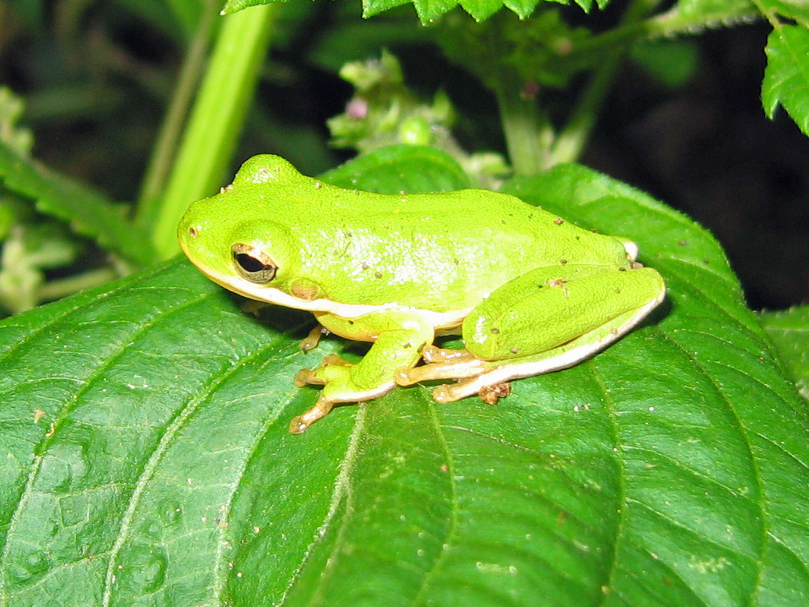 Image of American Green Treefrog