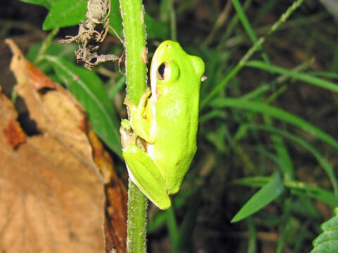 Image of American Green Treefrog