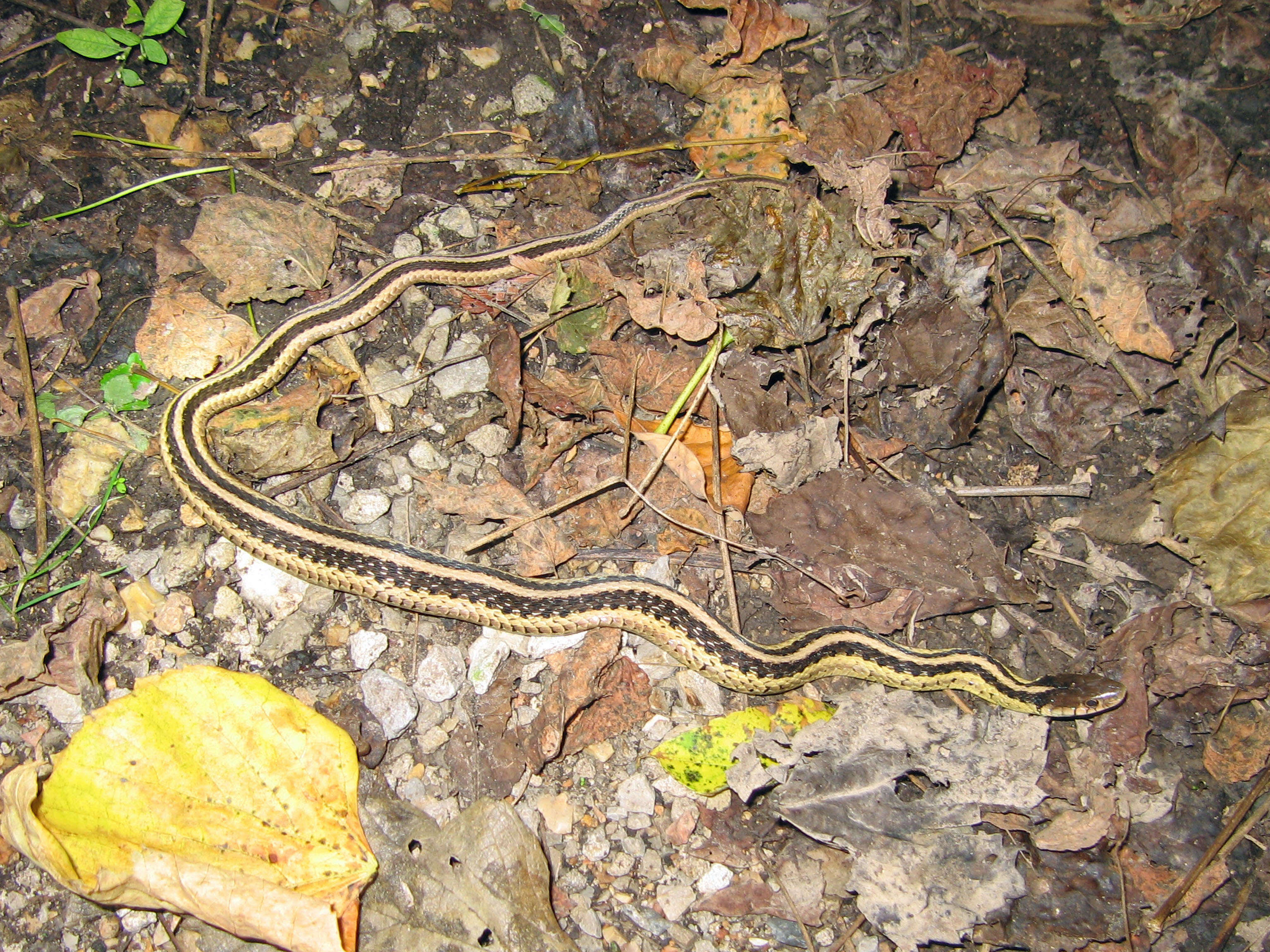 Image of Common Garter Snake