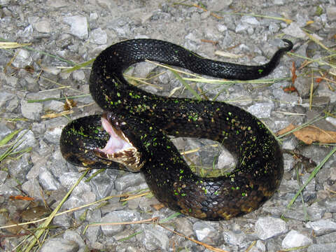 Image of Cottonmouth